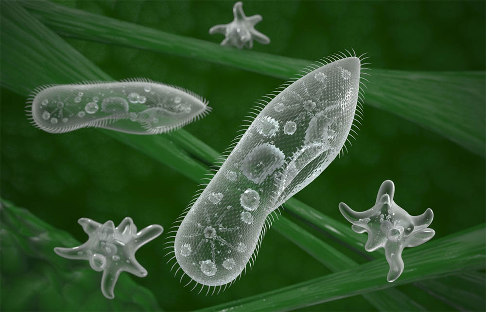 multicellular-vs-single-cell