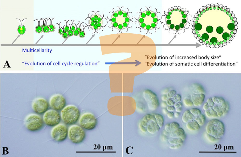 multicellularity_header