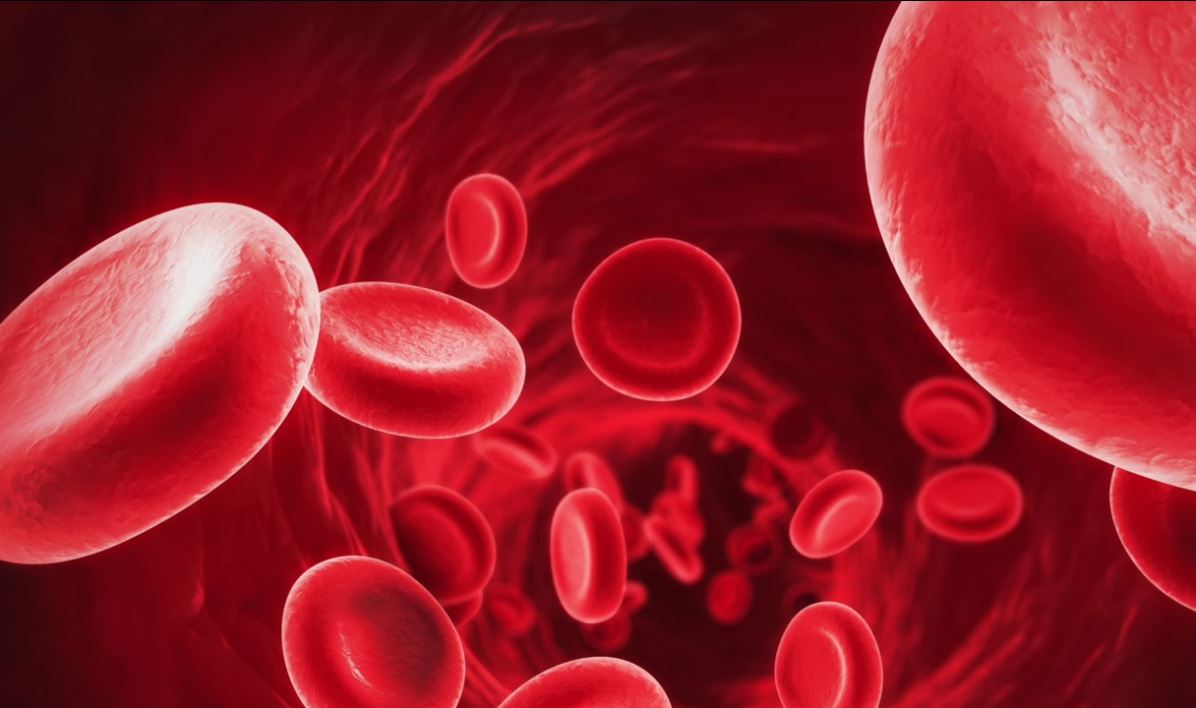 red-blood-cells