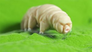 tardigrade