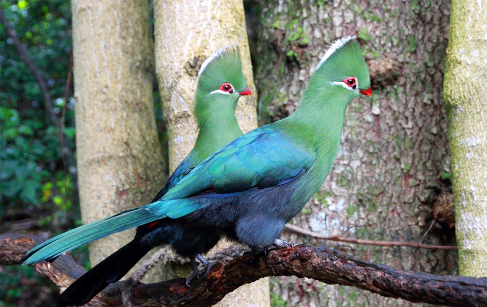 turaco