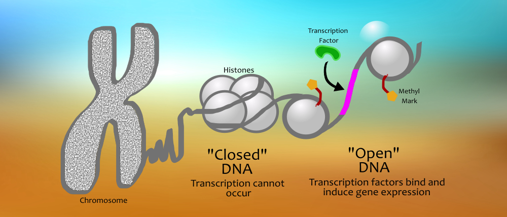 epigenetic