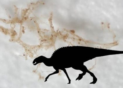 Mohou proteiny dinosauřích krevních cév mapovat evoluční historii?