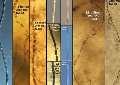 Stáze sirných bakterií – nejvyšší absence evoluce všech dob