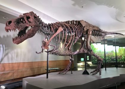 Tyranosaurus „se procházel mezi žraloky“?