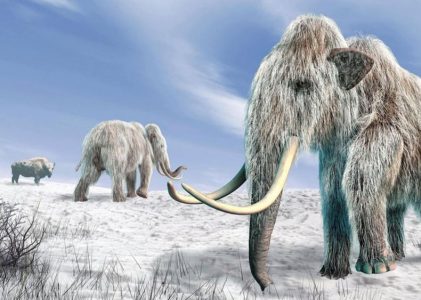 Do ZOO se blíží klony mamutů (?)