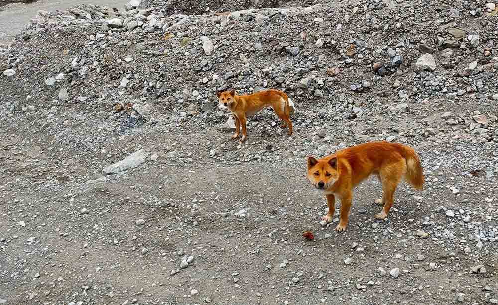 dingos