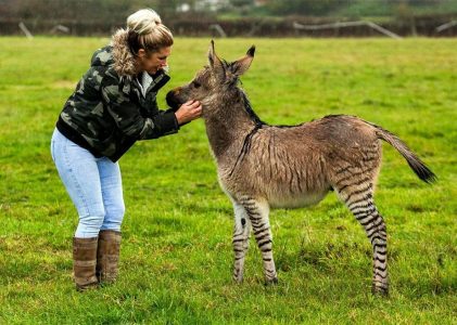 „Zonkey“ zvaný Zippy