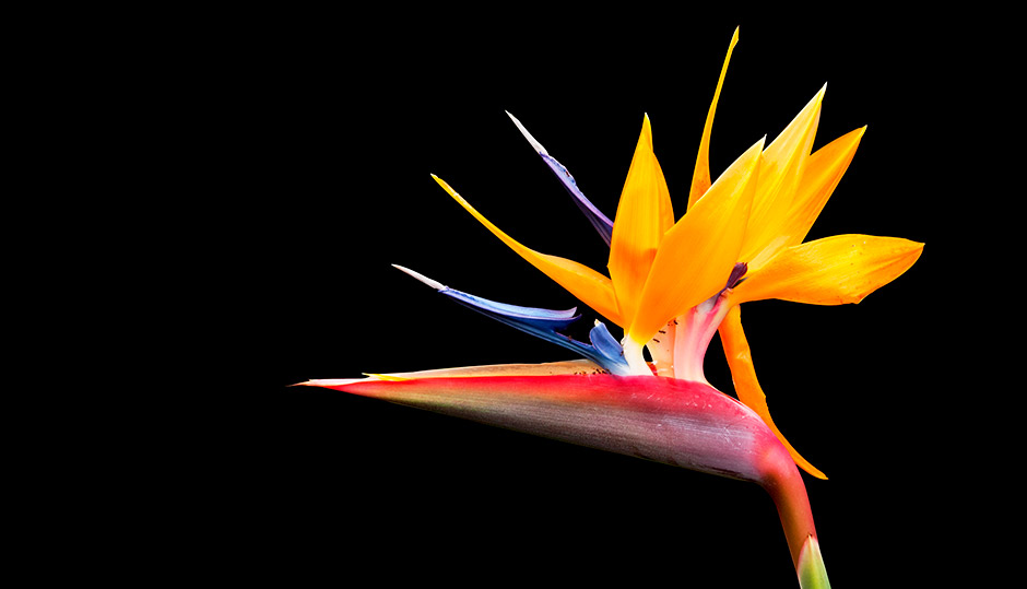 strelitzia