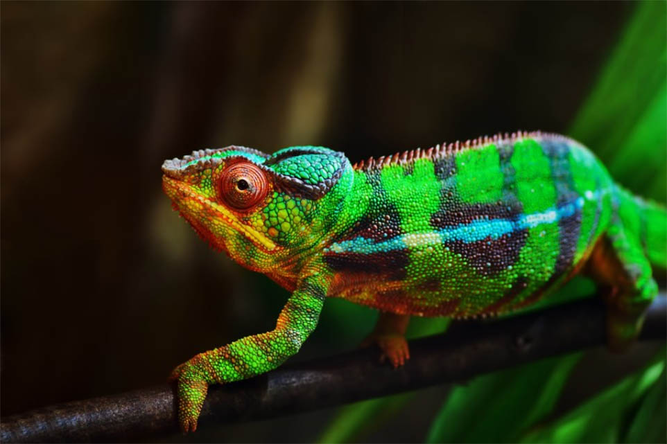 chameleon-eyes