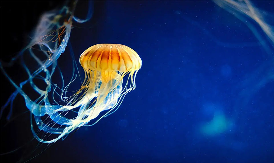 jellyfish_00