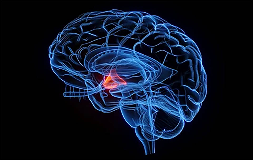 hypothalamus