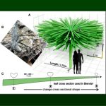 Záhadné 3D fosilní stromy