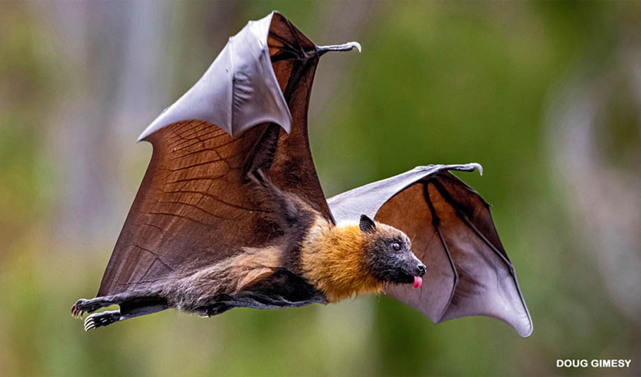 bat-flying