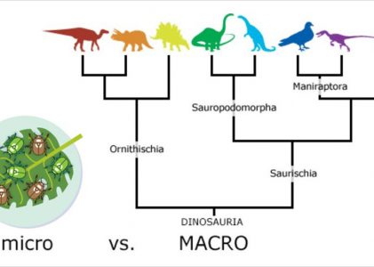 Mikro a makro evoluce