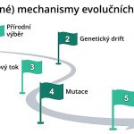 Evoluční mechanismy…