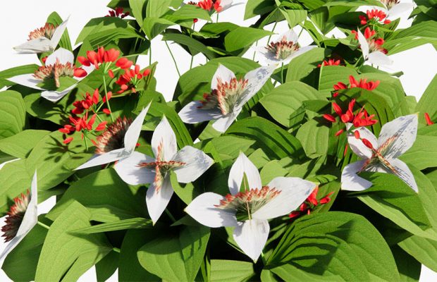 cornus-canadensis