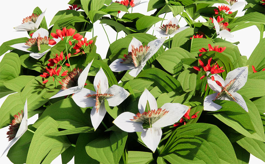 cornus-canadensis