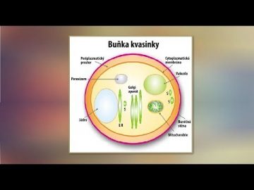 Vznik života a složitost buňky